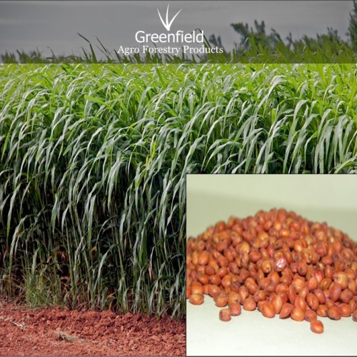 Red sudan grass seeds ( sorghum sudangrass )